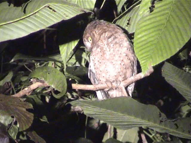 Andaman Scops-Owl - ML201605461
