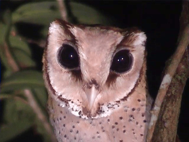 Oriental Bay-Owl - ML201605561