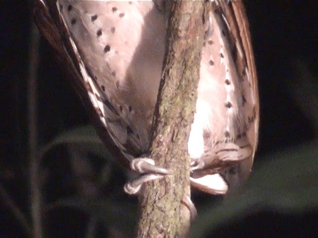 Oriental Bay-Owl - ML201605571