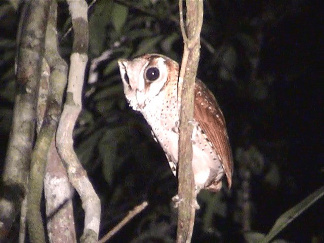 Oriental Bay-Owl - ML201605681
