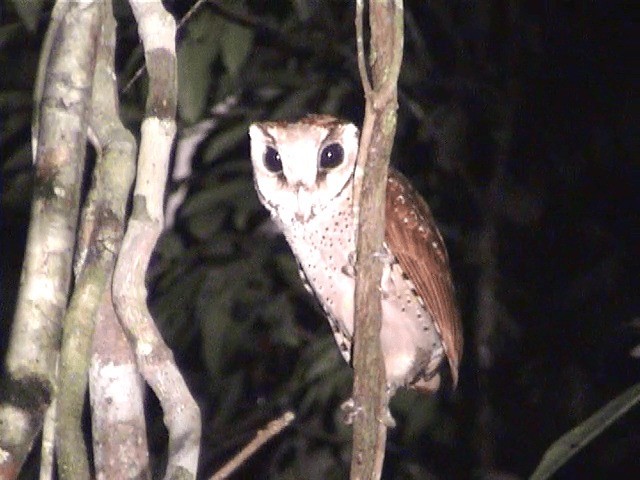 Oriental Bay-Owl - ML201605691