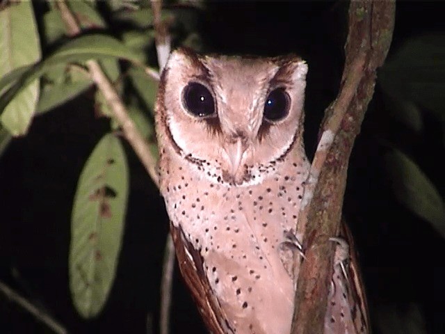 oriental bay owl