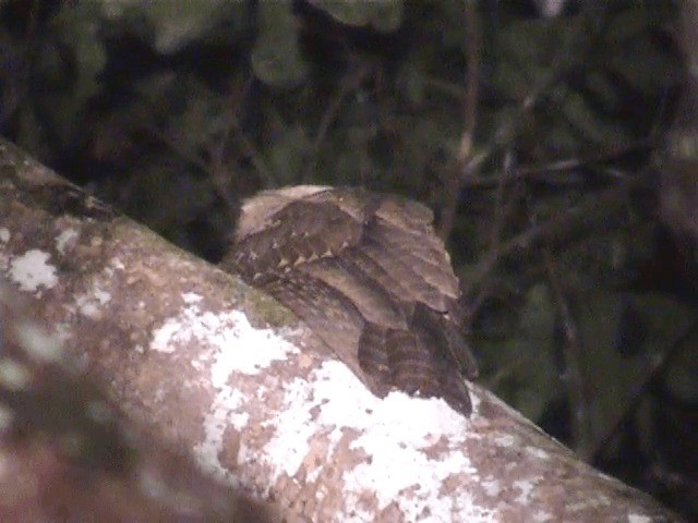 Large Frogmouth - ML201605711