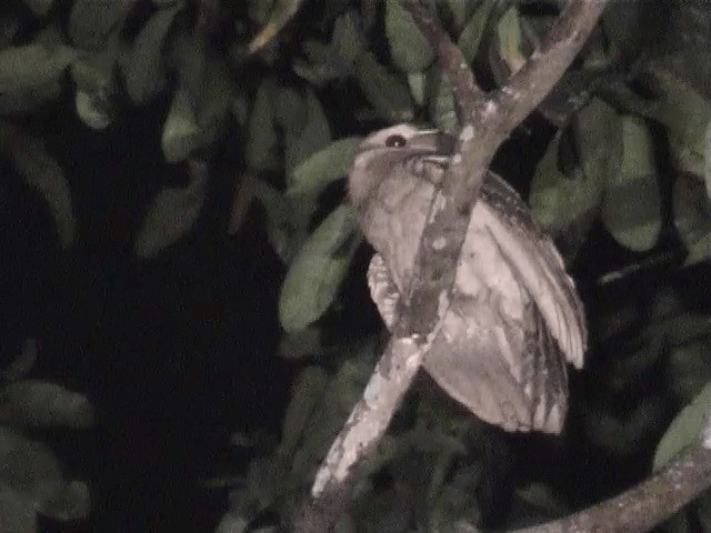 Large Frogmouth - ML201605751