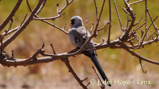 Namaqua Dove - ML201605861