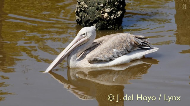 Pink-backed Pelican - ML201605881