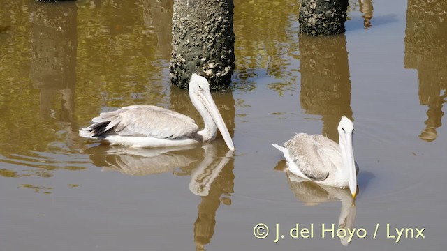 Pink-backed Pelican - ML201605891