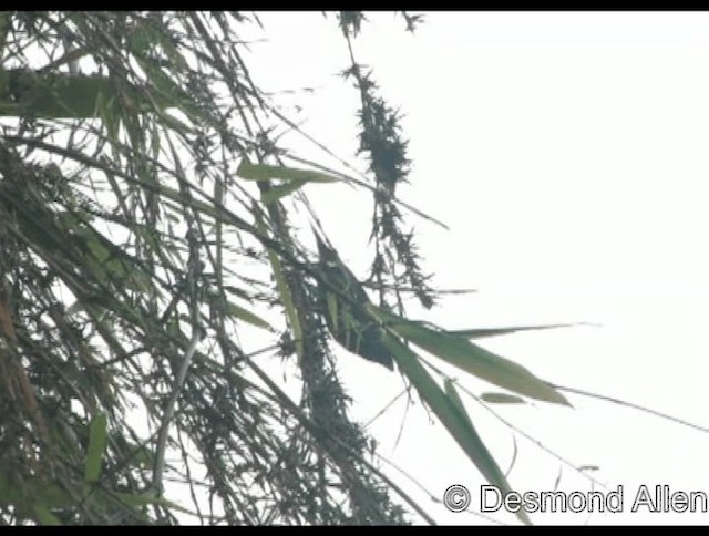 Green-faced Parrotfinch - ML201606431