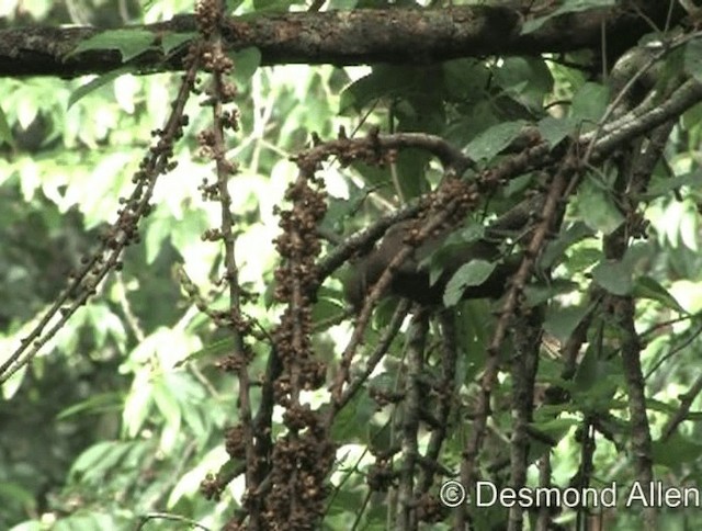 holub ametystový (ssp. amethystinus/imeldae) - ML201606481