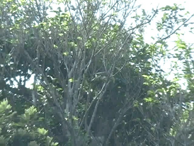 Whistling Green-Pigeon (Taiwan) - ML201606541