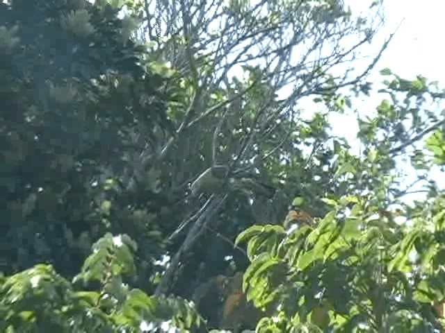 Whistling Green-Pigeon (Taiwan) - ML201606551