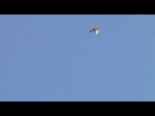 Chinese Sparrowhawk - ML201606611