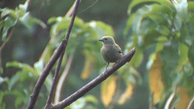 Palm Tanager - ML201606751