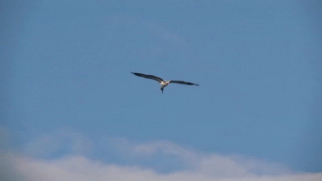 Wood Stork - ML201606881