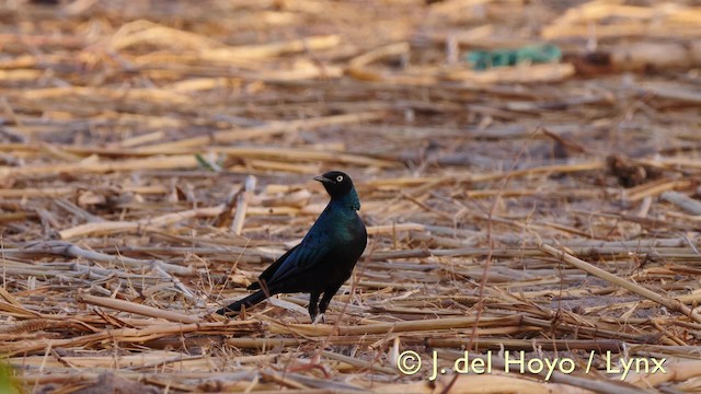Long-tailed Glossy Starling - ML201606981