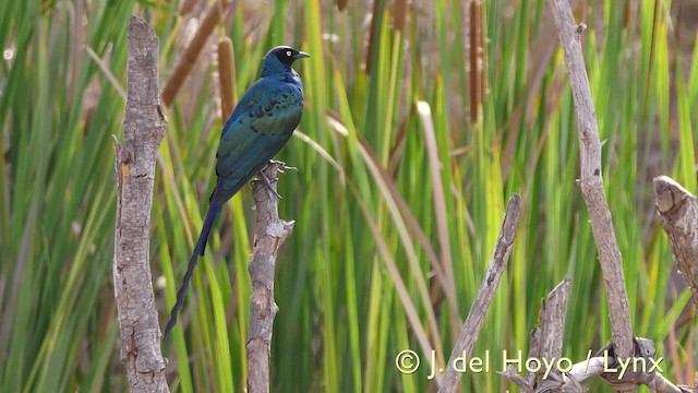 Long-tailed Glossy Starling - ML201607001