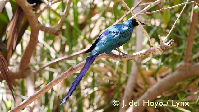 Long-tailed Glossy Starling - ML201607011