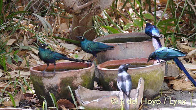 Long-tailed Glossy Starling - ML201607021