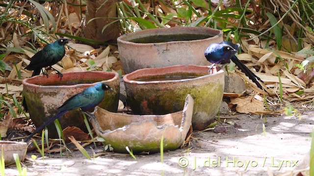 Long-tailed Glossy Starling - ML201607031