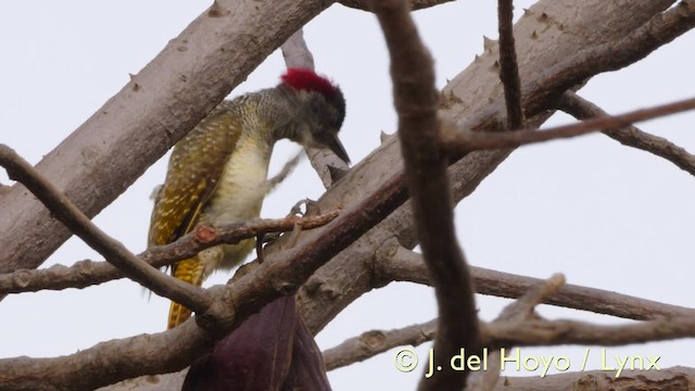 Fine-spotted Woodpecker - ML201607441