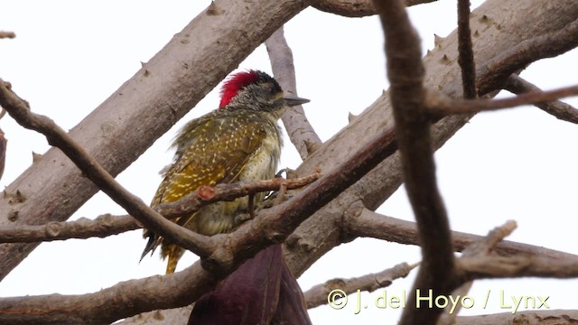 Fine-spotted Woodpecker - ML201607451