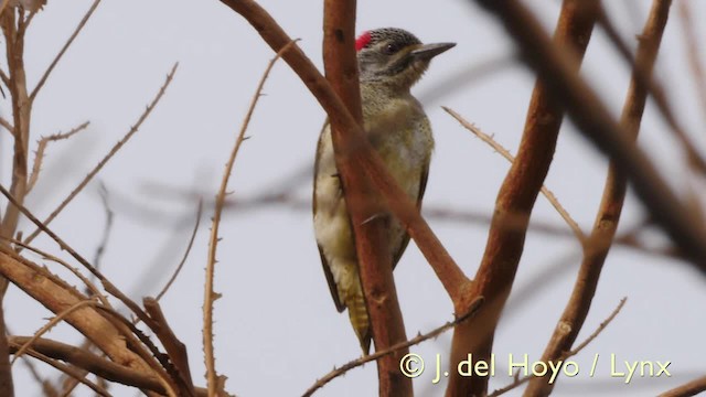 Fine-spotted Woodpecker - ML201607461