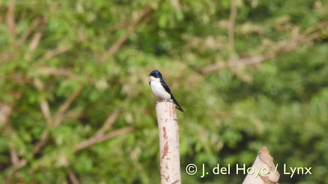 Pied-winged Swallow - ML201607481