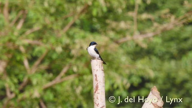 Pied-winged Swallow - ML201607491