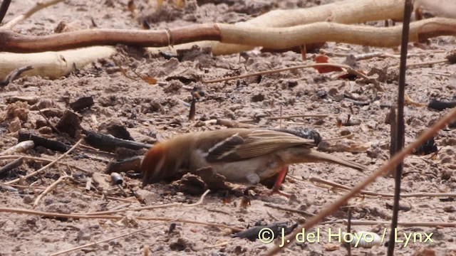 Chestnut-crowned Sparrow-Weaver - ML201607521