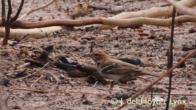Chestnut-crowned Sparrow-Weaver - ML201607531