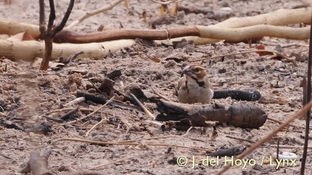 Chestnut-crowned Sparrow-Weaver - ML201607541