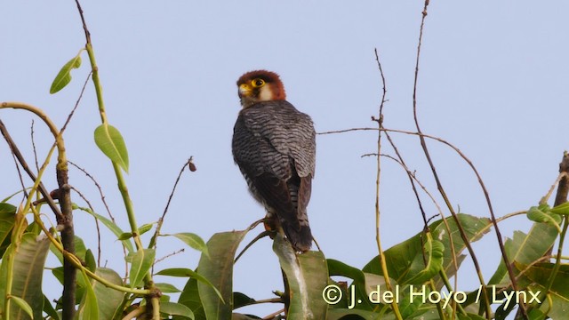 Red-necked Falcon (African) - ML201607551