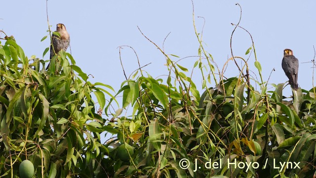 dřemlík rudohlavý (ssp. ruficollis/horsbrughi) - ML201607561