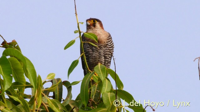 Red-necked Falcon (African) - ML201607581