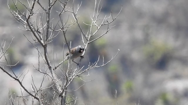 Black-chinned Sparrow - ML201607721