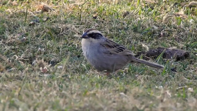 Striped Sparrow - ML201607751