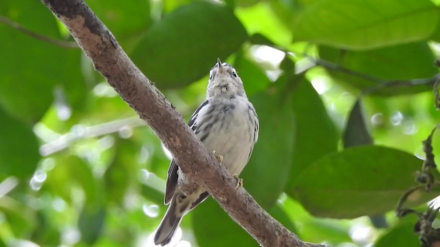 Black-and-white Warbler - ML201607791