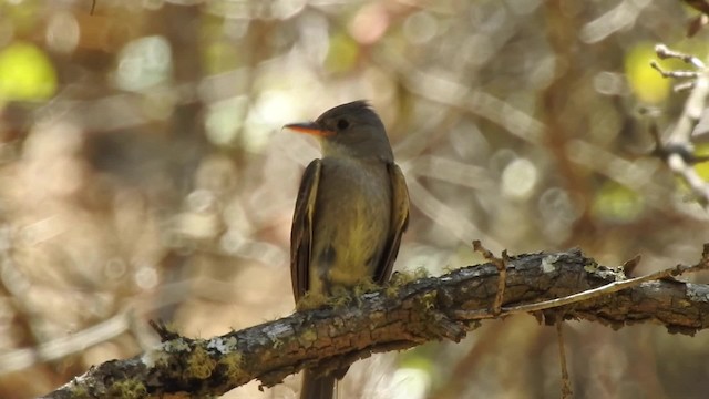 Greater Pewee - ML201607831