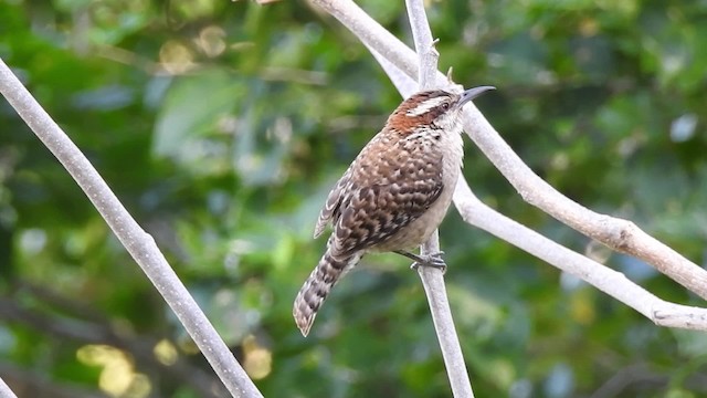  - Rufous-naped Wren (Sclater's)