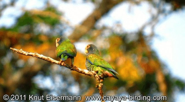 White-crowned Parrot - ML201608661