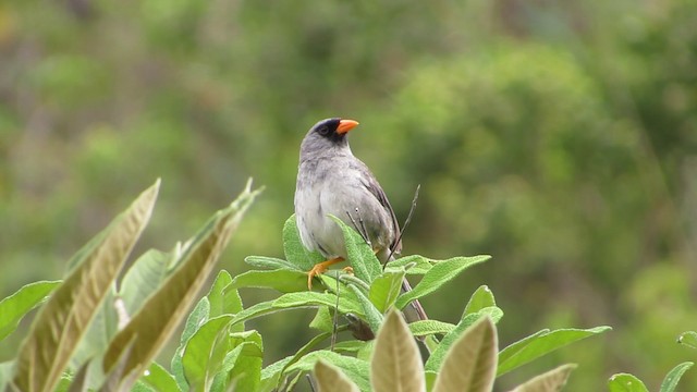 Gray-winged Inca-Finch - ML201609001