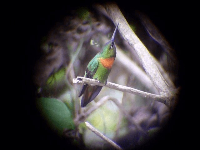 kolibřík nazlátlý - ML201609111