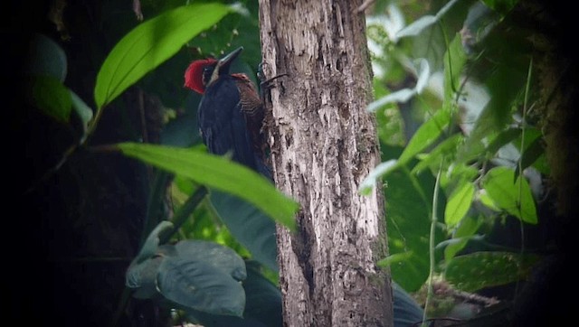 Crimson-bellied Woodpecker (Splendid) - ML201609171