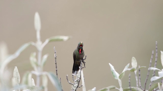 kolibřík Herranův - ML201609291