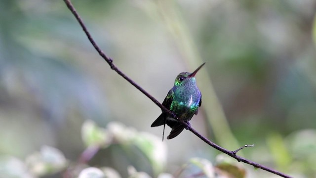 kolibřík zrcadlový - ML201609351