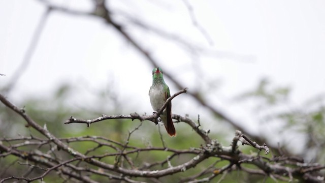 Amazilia Hummingbird (White-throated) - ML201609371