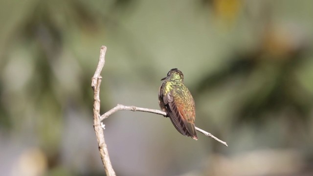 Amazilia Hummingbird (White-throated) - ML201609381