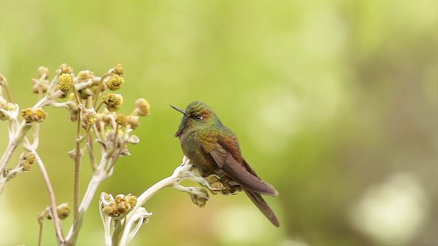 kolibřík hnědobrvý - ML201609431