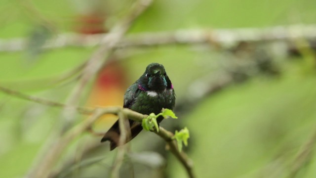 kolibřík bělohrdlý - ML201609481