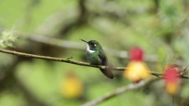 kolibřík bělohrdlý - ML201609491